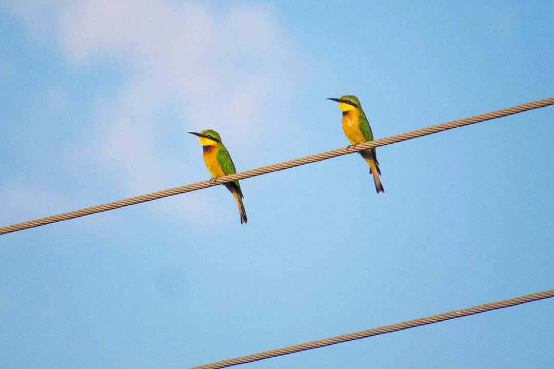 Birding in Mt Elgon National Park